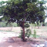 Pongamia tree