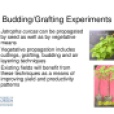 grafting experiments